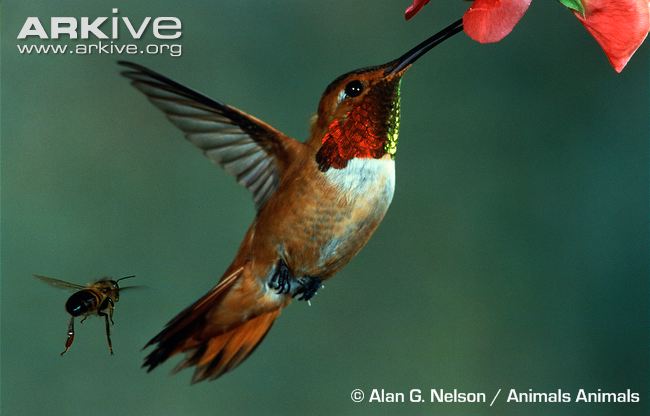 Rufous-hummingbird-feeding.jpg