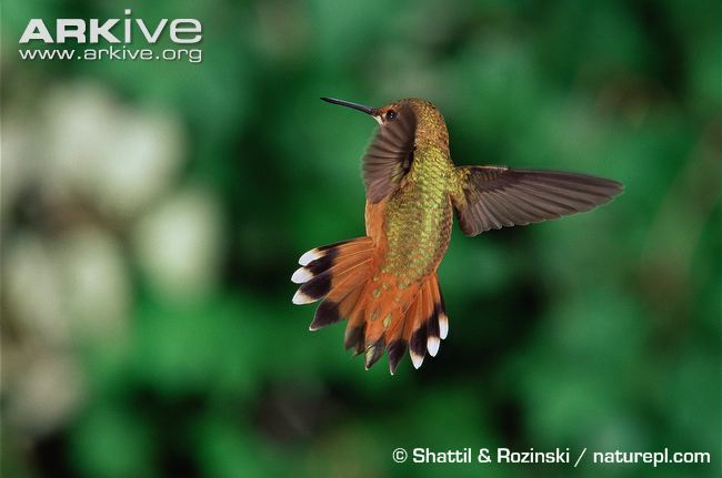 Rufous-hummingbird-hovering.jpg