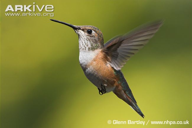 Rufous-hummingbird-in-flight.jpg