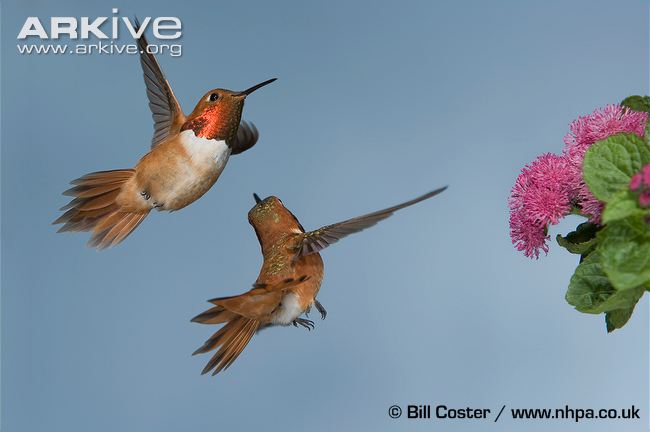 Male-rufous-hummingbirds-fighting.jpg