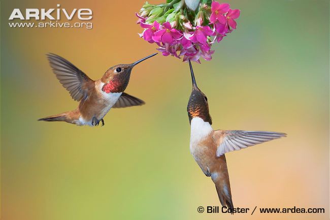 Male-rufous-hummingbirds-feeding.jpg