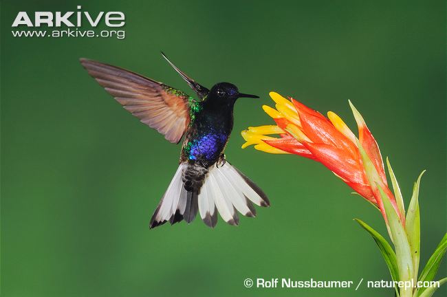 Velvet-purple-coronet-feeding-from-flowers-in-flight.jpg
