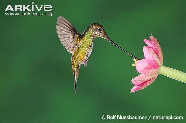 Female-sword-billed-hummingbird-feeding-at-passion-flower.jpg