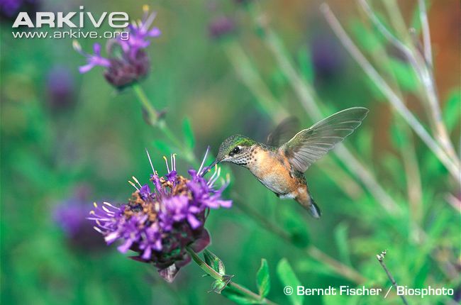 Female-rufous-hummingbird-feeding-on-nectar.jpg