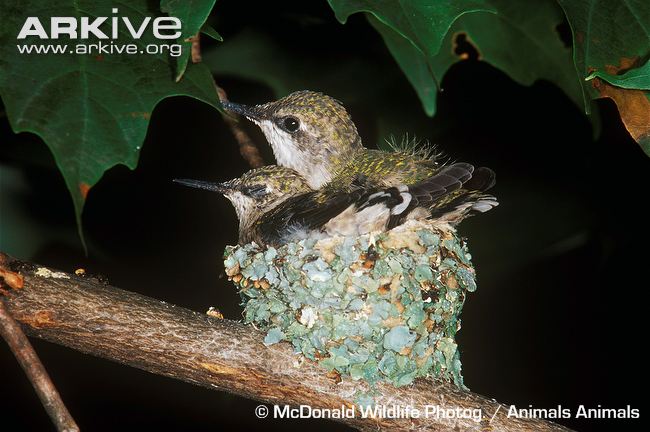 Ruby-throated-hummingbird-chicks-in-nest.jpg