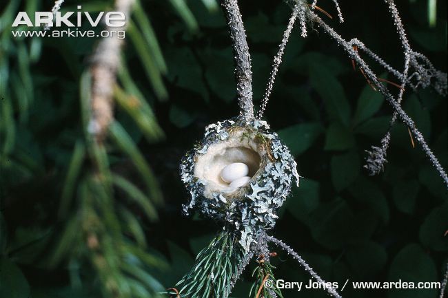 Rufous-hummingbird-eggs-in-nest.jpg