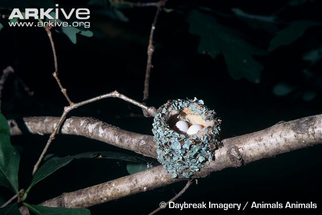 Ruby-throated-hummingbird-nest-with-eggs.jpg