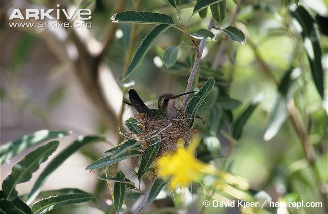 Rufous-hummingbird-at-nest.jpg
