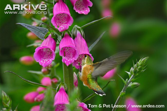 Rufous-hummingbird-feeding-on-foxglove-flowers.jpg