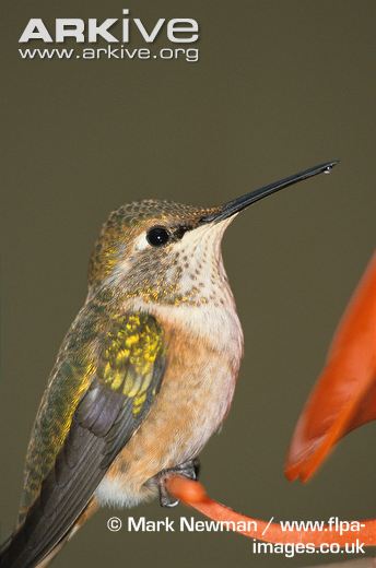 Rufous-hummingbird-sitting-on-flower-shaped-feeder.jpg