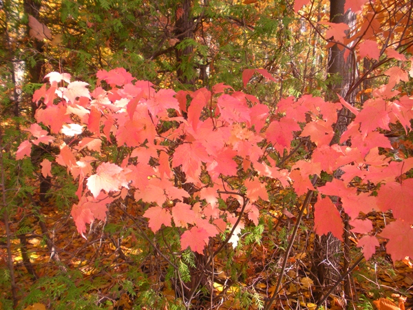 DSCN0169.JPG