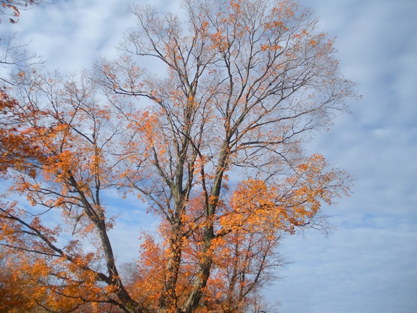 DSCN9981.JPG