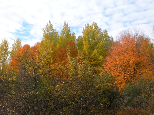 DSCN9991.JPG