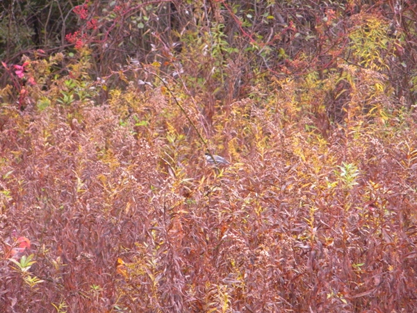 DSCN9995.JPG