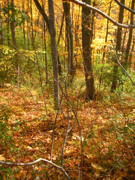 DSCN0115.JPG