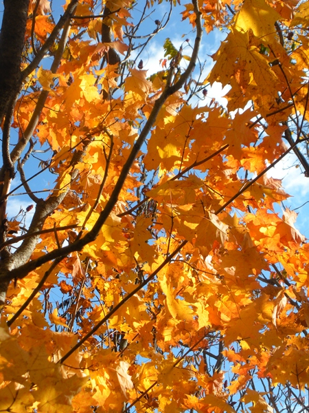 DSCN0141.JPG
