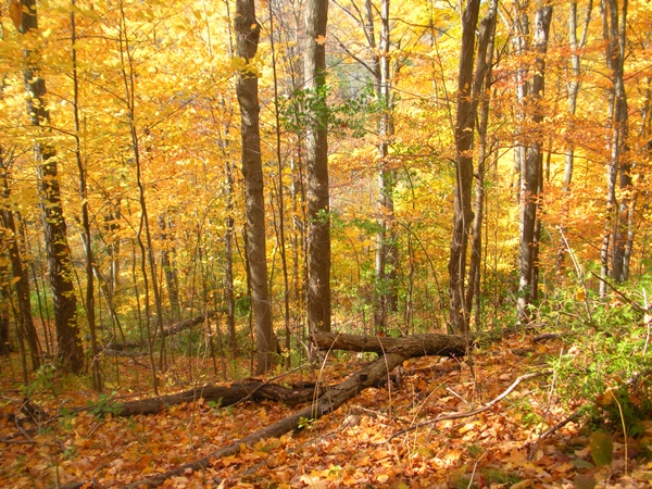 DSCN0151.JPG