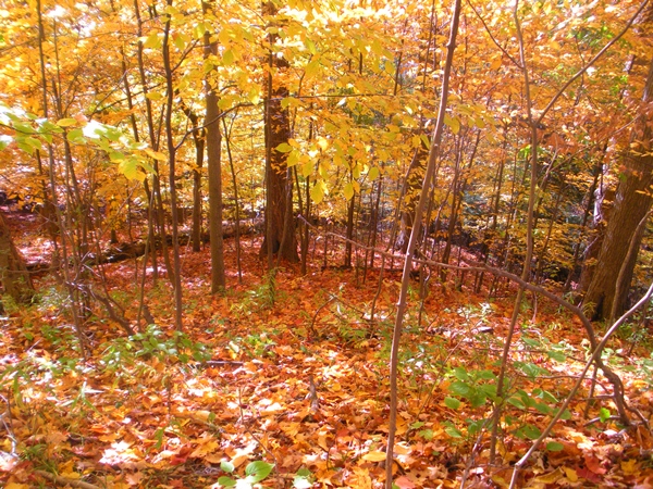 DSCN0040.JPG