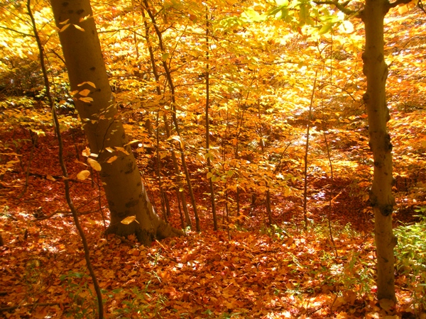 DSCN0044.JPG