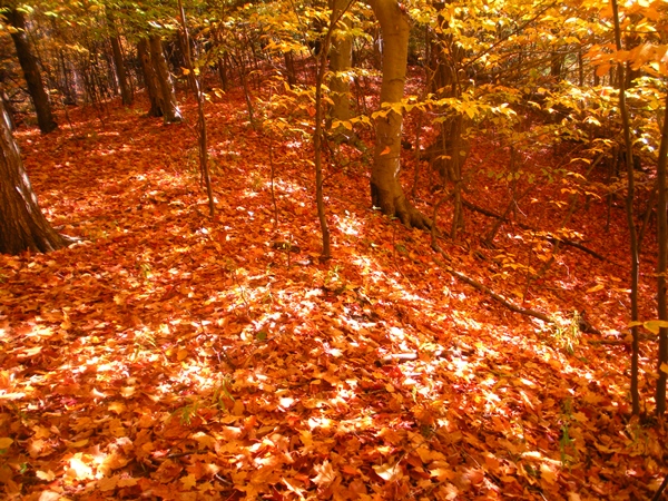 DSCN0045.JPG