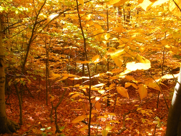 DSCN0047.JPG
