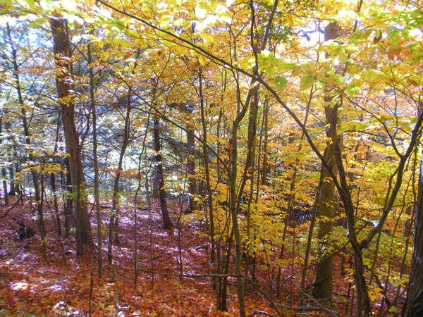 DSCN0050.JPG