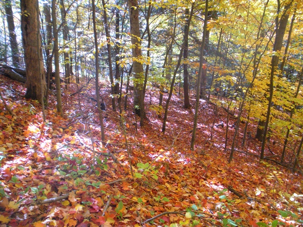 DSCN0052.JPG