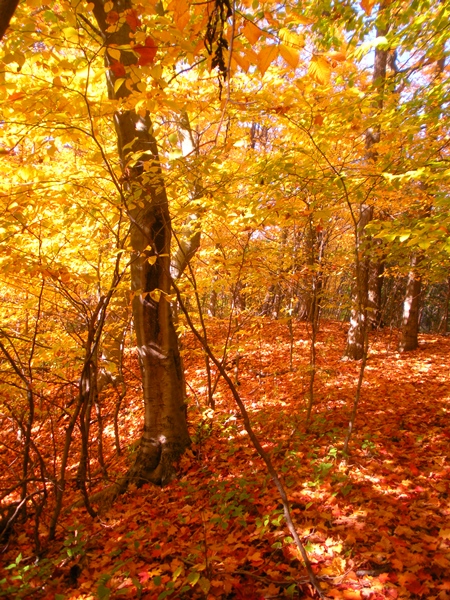 DSCN0054.JPG