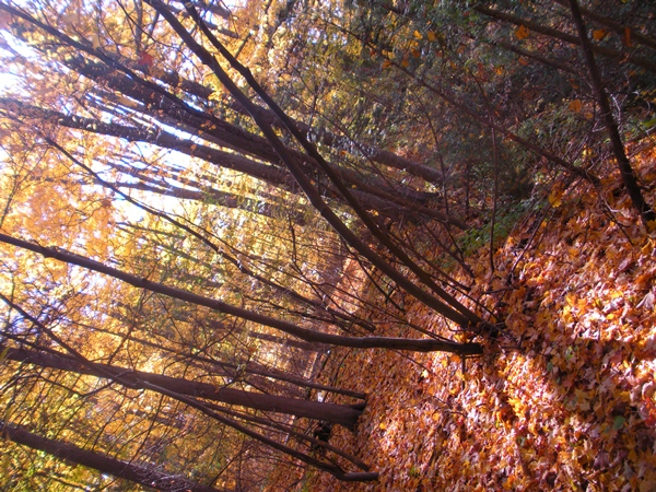 DSCN0059.JPG