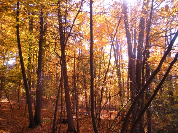 DSCN0061.JPG