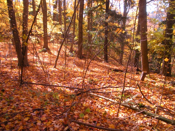 DSCN0067.JPG