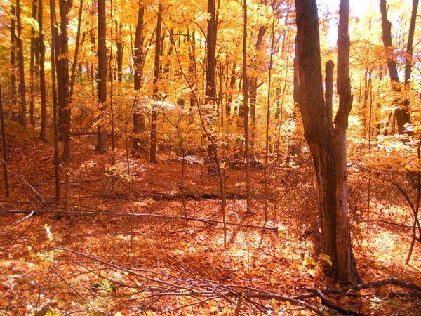 DSCN0070.JPG