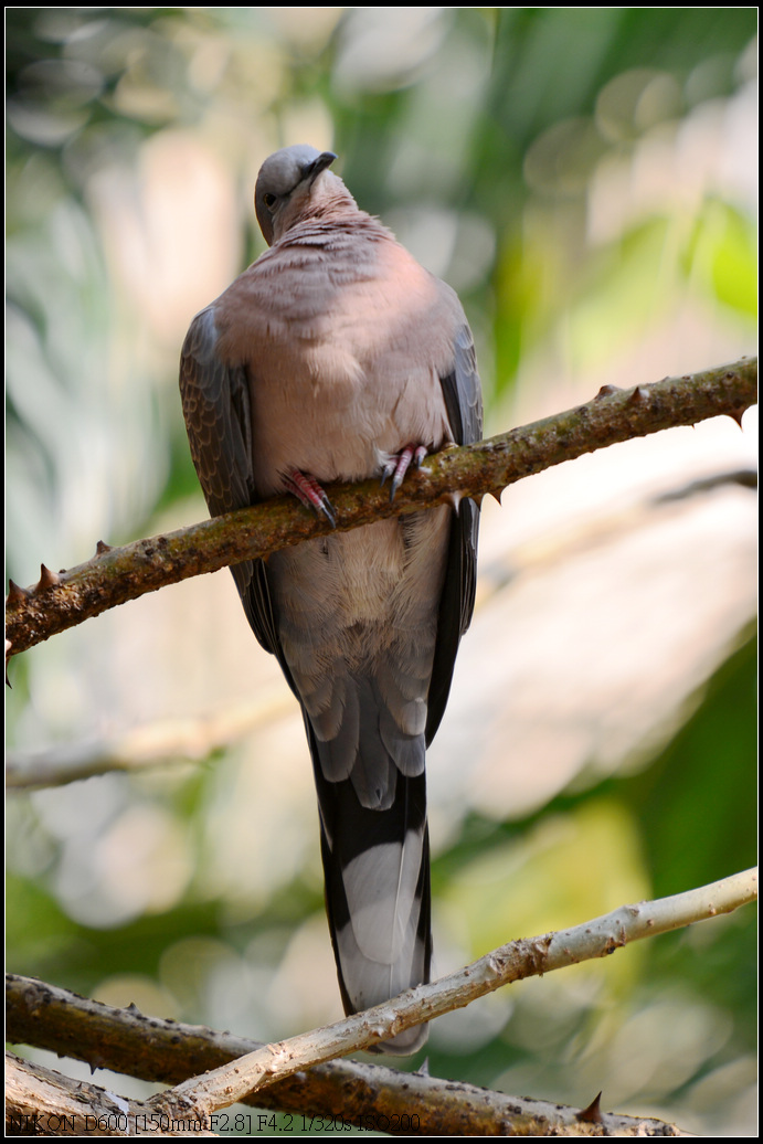 DSC_0923.jpg