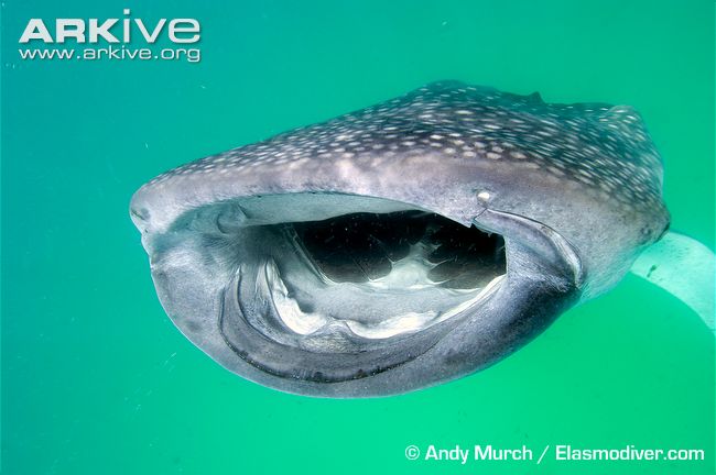 Whale-shark-mouth-detail-whilst-feeding.jpg