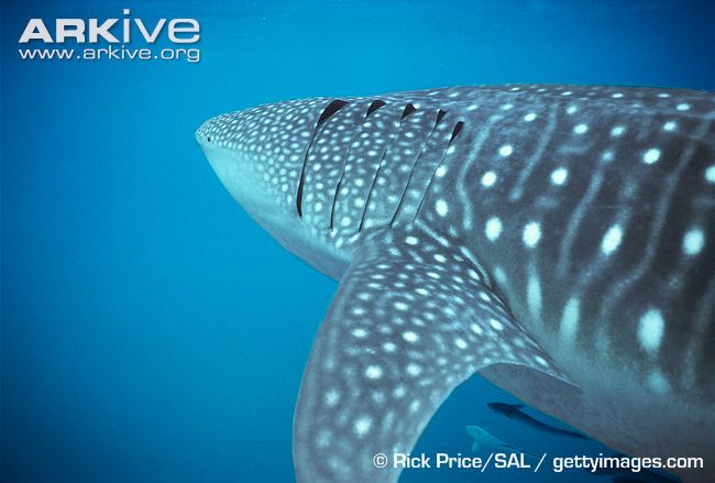 Whale-shark-gill-slits.jpg