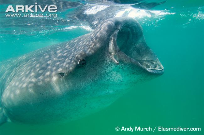 Whale-shark-gulping.jpg