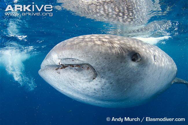 Whale-shark-head-detail.jpg