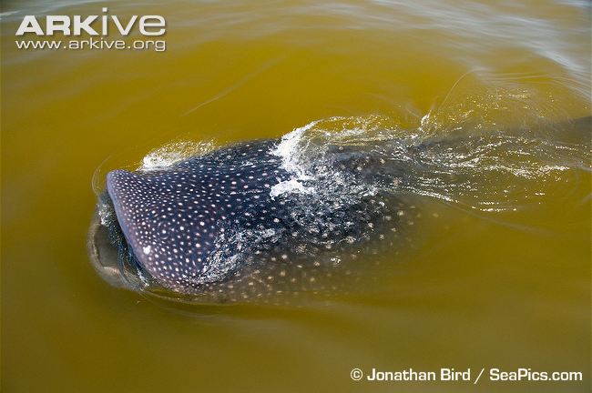 Whale-shark-feeding-in-huge-plankton-bloom.jpg