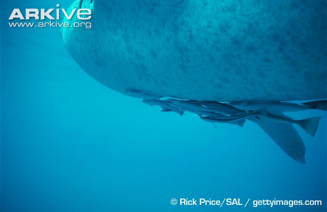 Remora-fish-feeding-on-whale-shark.jpg