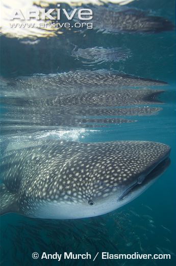 Whale-shark-at-surface-with-shoal-of-fish-underneath-it.jpg