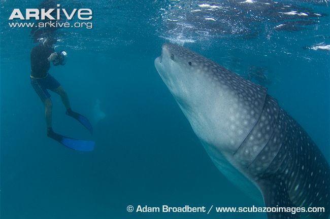 Whale-shark-feeding-near-snorkeler.jpg