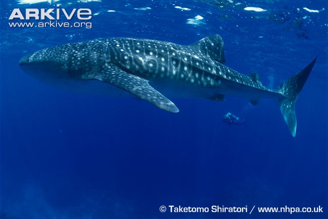 Whale-shark-side-view.jpg