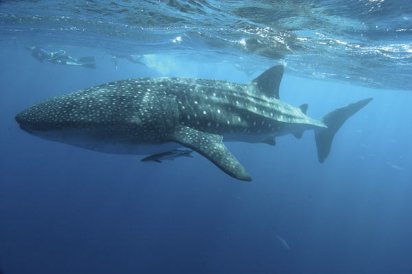 Whale-shark-032.jpg