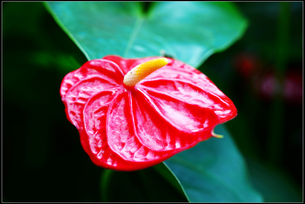 DSC_1178.jpg