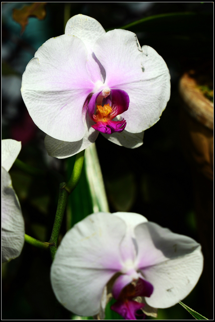 DSC_1188.jpg