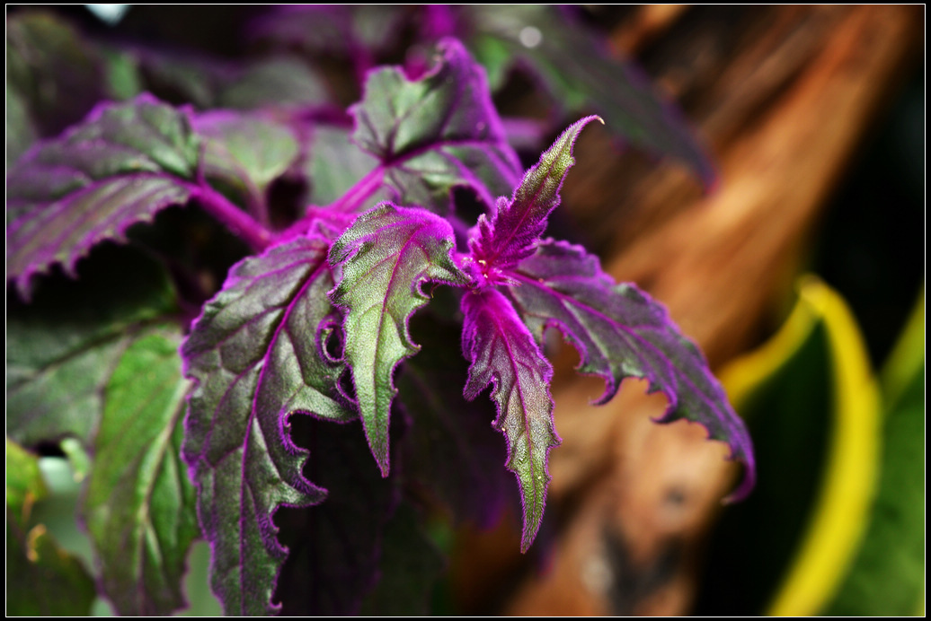 DSC_1191.jpg