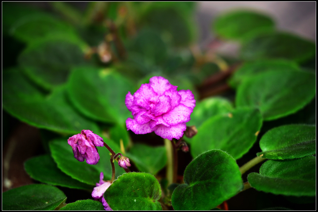 DSC_1209.jpg