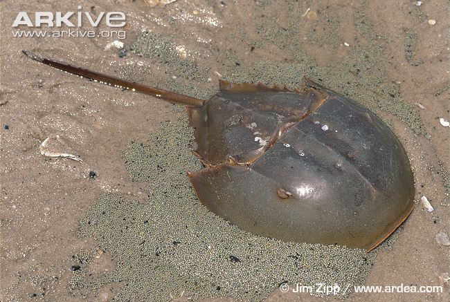 Horseshoe-crab-laying-eggs.jpg