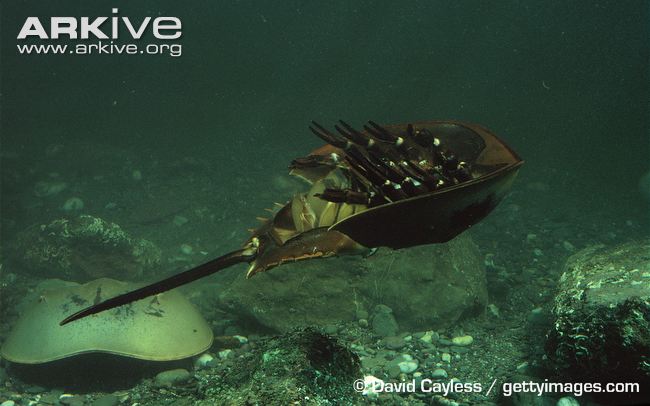 Horseshoe-crab-swiming.jpg