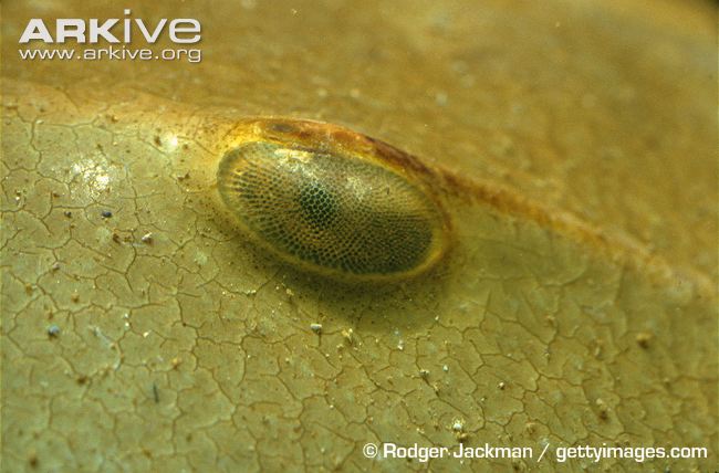 Horseshoe-crab-eye-detail.jpg